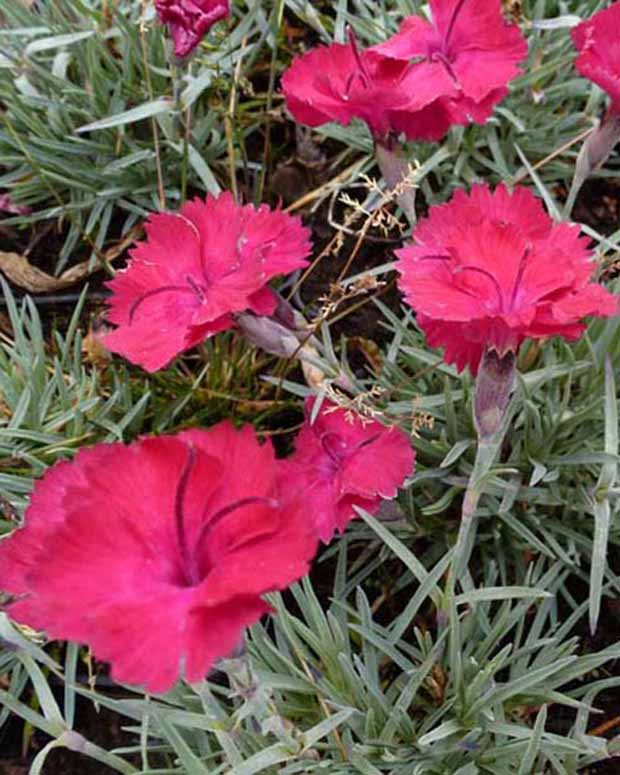 3 Œillets de la Pentecôte Badenia - Dianthus gratianopolitanus badenia - Plantes vivaces