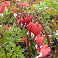 Cœur de Marie Valentine - Dicentra spectabilis hordival valentine - Plantes d'extérieur