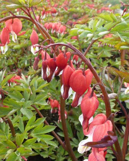 Cœur de Marie Valentine - Dicentra spectabilis hordival valentine - Plantes d'extérieur