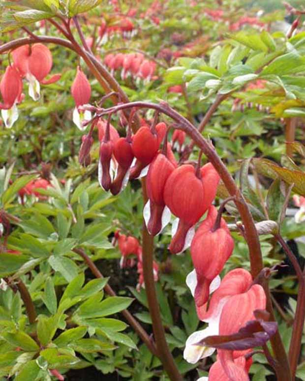 Cœur de Marie Valentine - Dicentra spectabilis hordival valentine - Plantes vivaces