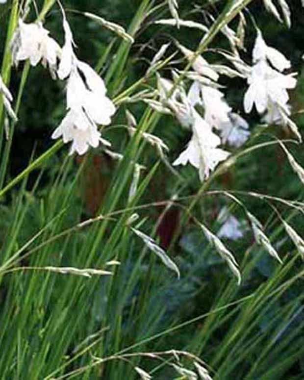 Canne à pêche des anges Album - Dierama pulcherrimum album - Plantes vivaces