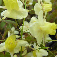 Fleur des elfes - Epimedium pinnatum subsp. colchicum - Plantes d'extérieur