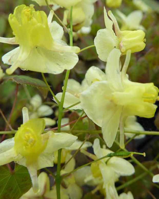 Fleur des elfes - Epimedium pinnatum subsp. colchicum - Plantes vivaces