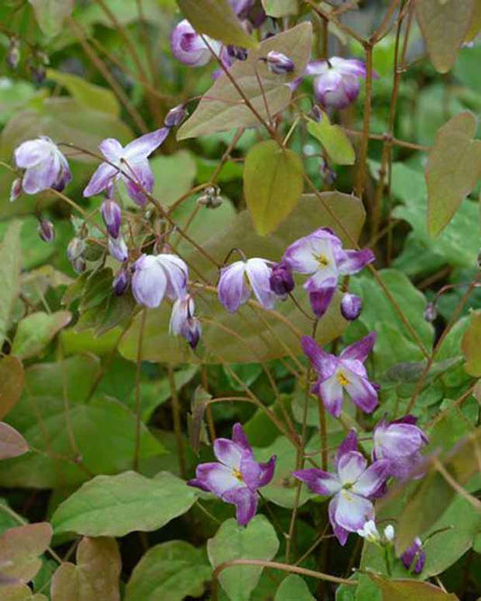 Fleur des elfes Merlin - Epimedium youngianum merlin - Plantes d'extérieur