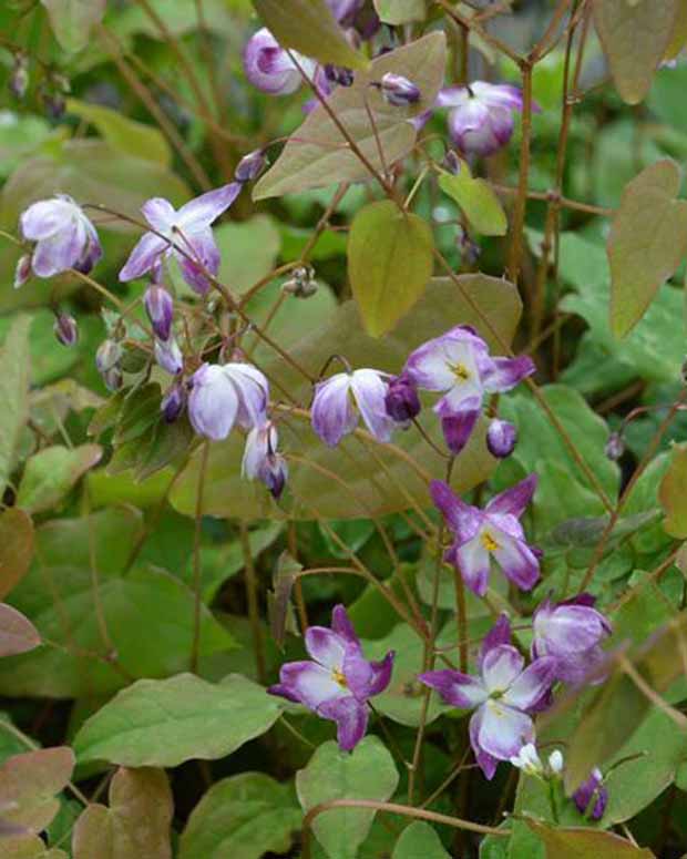 Fleur des elfes Merlin - Epimedium youngianum merlin - Plantes vivaces