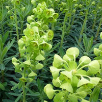 Euphorbe des garrigues - Euphorbia characias - Plantes d'extérieur