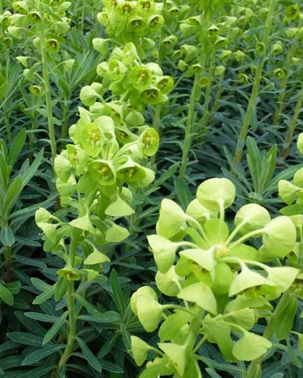 Euphorbe des garrigues - Euphorbia characias - Plantes vivaces