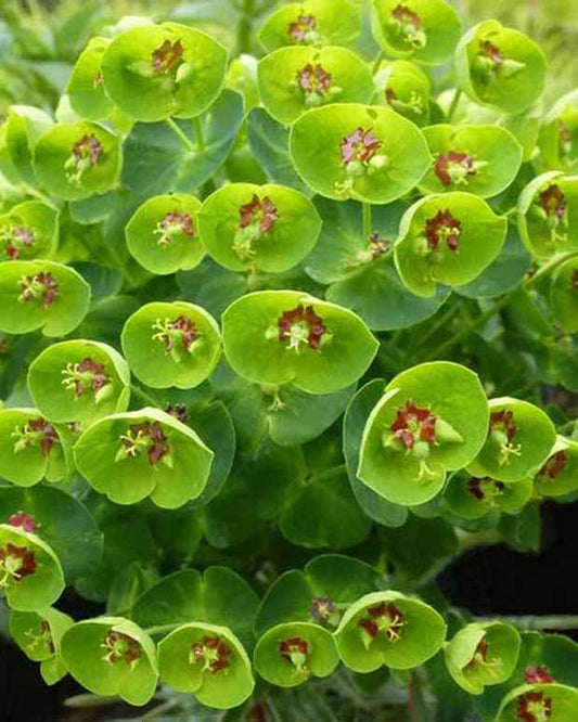 Euphorbe de Martin Baby Charm - Euphorbia martinii baby charm - Plantes d'extérieur