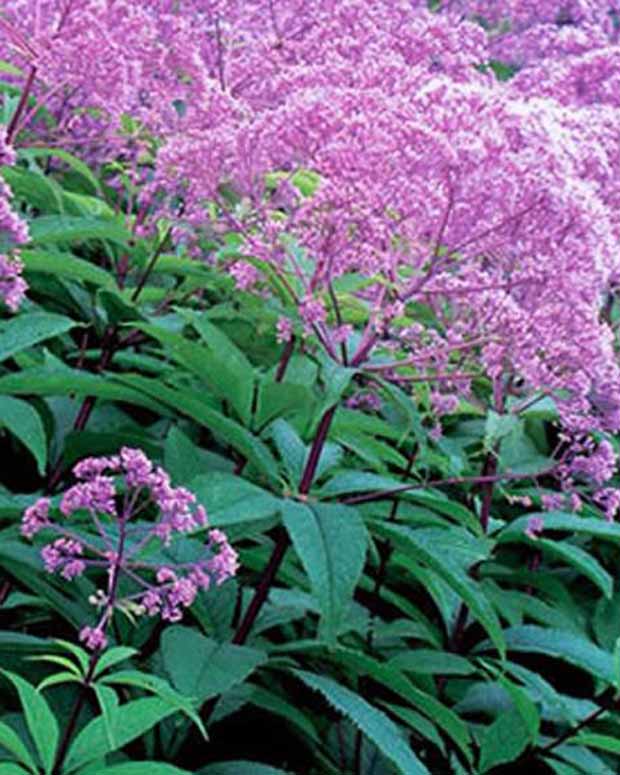 Eupatoire maculée Gateway - Eupatorium maculatum gateway - Plantes d'extérieur