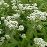 Eupatoire perfoliée - Eupatorium perfoliatum - Plantes d'extérieur