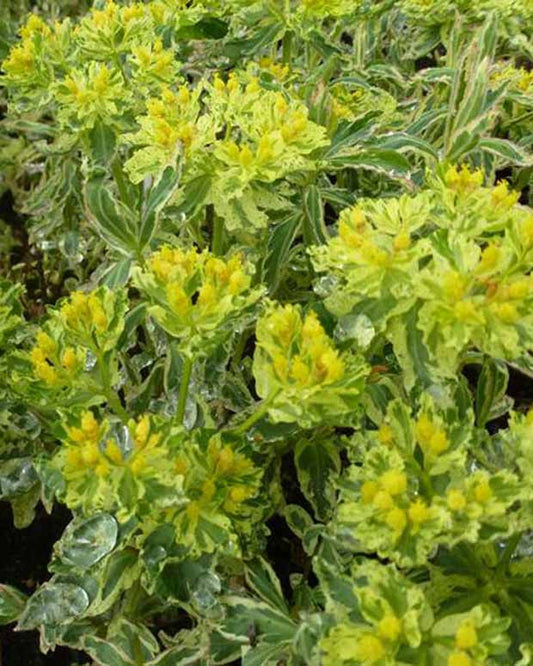 Euphorbe polychrome Variegata - Euphorbia polychroma variegata - Plantes d'extérieur