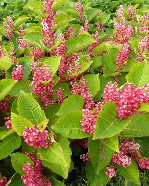 Renouée du Japon - Reynoutria compacta - Plantes vivaces