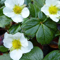 Fraisier du Chili - Fragaria chiloensis - Plantes d'extérieur