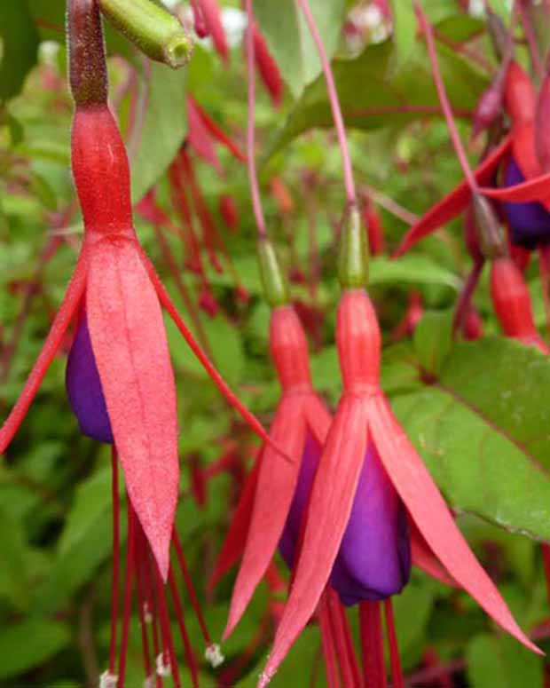 Fuchsia rustique à feuilles pourpres - Fuchsia magellanica var. gracilis - Terrasses et balcons