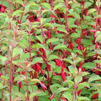 Fuchsia rustique à feuilles pourpres - Fuchsia magellanica var. gracilis - Fuchsia