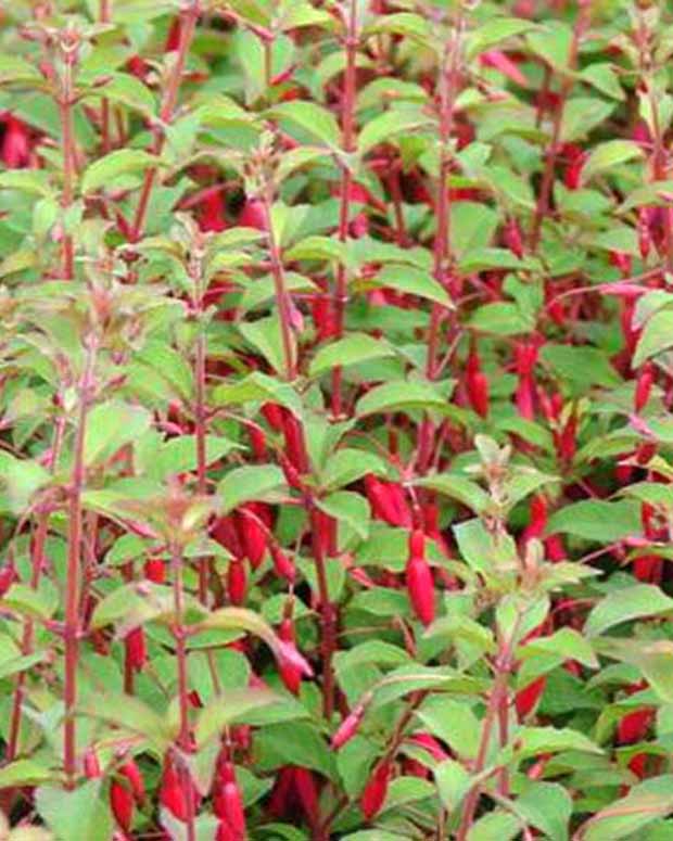 Fuchsia rustique à feuilles pourpres - Fuchsia magellanica var. gracilis - Fuchsia