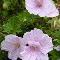 Géranium vivace sanguin Apfelblüte - Geranium sanguineum apfelblüte - Plantes d'extérieur