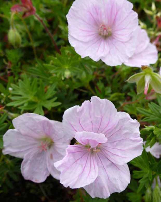 Géranium vivace sanguin Apfelblüte - Geranium sanguineum apfelblüte - Plantes vivaces