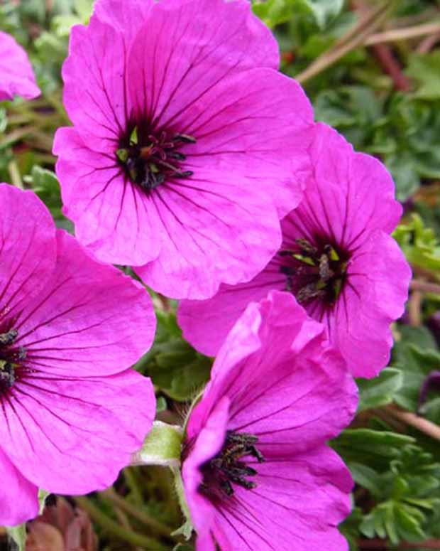 Géranium vivace Giuseppii - Geranium cinereum giuseppii - Plantes d'extérieur