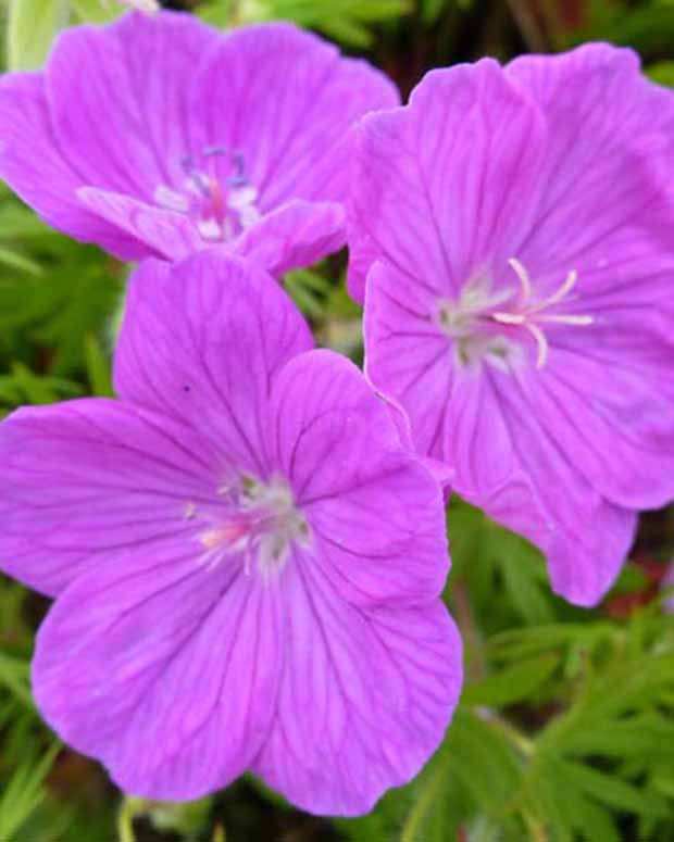 Géranium vivace sanguin Cedric Morris - Geranium sanguineum cedric morris - Plantes vivaces