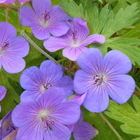 Géranium vivace Blue Sunrise - Geranium blogold blue sunrise - Plantes d'extérieur