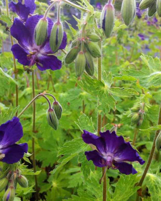 Géranium vivace Klepper - Geranium phaeum klepper - Plantes vivaces