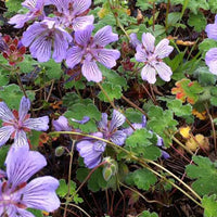 Géranium vivace Tcschelda - Geranium renardii tcschelda - Plantes d'extérieur