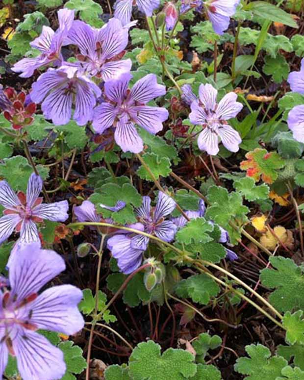 Géranium vivace Tcschelda - Geranium renardii tcschelda - Plantes d'extérieur