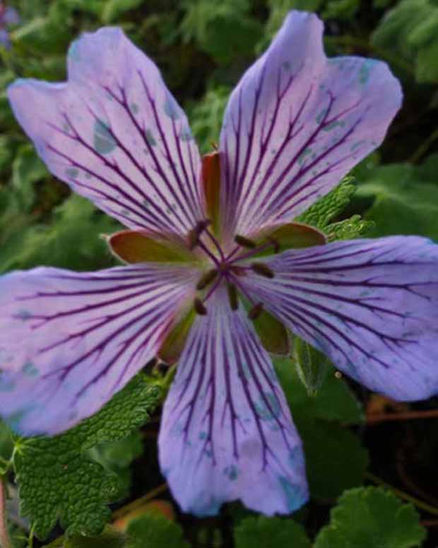 Géranium vivace Zetterlund - Geranium renardii zetterlund - Plantes d'extérieur