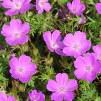 Géranium vivace sanguin Aviemore - Geranium sanguineum aviemore - Plantes d'extérieur