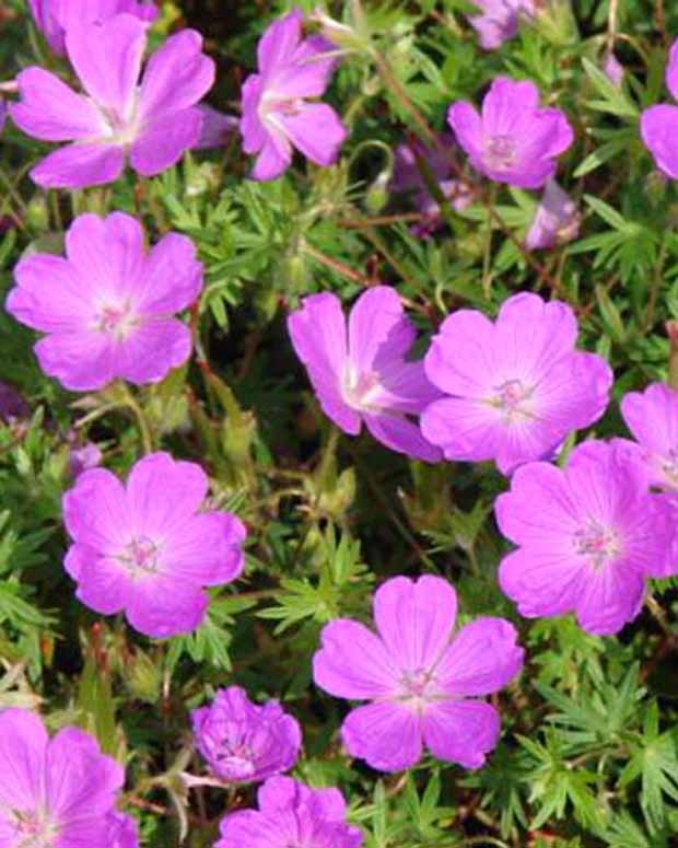 Géranium vivace sanguin Aviemore - Geranium sanguineum aviemore - Plantes vivaces