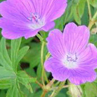 Géranium vivace sanguin Elsbeth - Geranium sanguineum elsbeth - Plantes d'extérieur