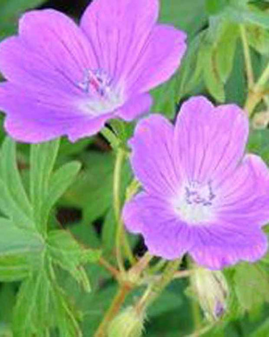 Géranium vivace sanguin Elsbeth - Geranium sanguineum elsbeth - Plantes d'extérieur