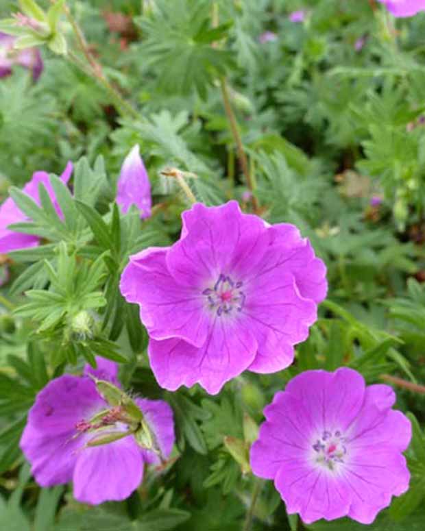 Geranium sanguineum elsbeth