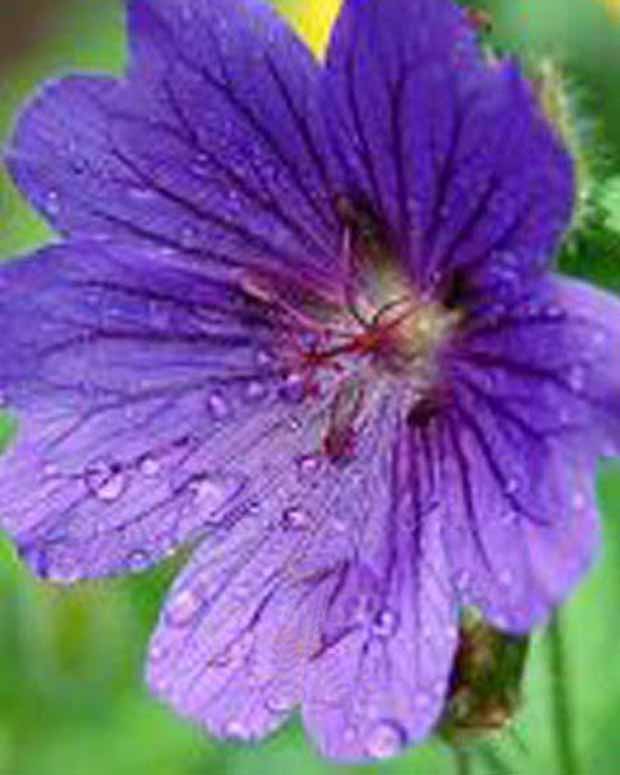 Géranium vivace sanguin Shooting Star - Geranium sanguineum shooting star - Plantes d'extérieur