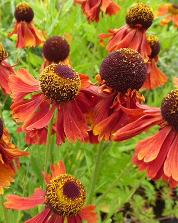 Hélénie Moerheim Beauty - Helenium moerheim beauty - Plantes vivaces