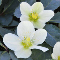 Hellébore Snow Love - Helleborus nigercors snow love - Plantes d'extérieur