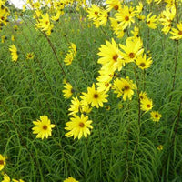 Tournesol vivace à feuilles de saule - Helianthus salicifolius - Plantes d'extérieur