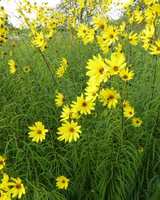 Tournesol vivace à feuilles de saule - Helianthus salicifolius - Plantes d'extérieur