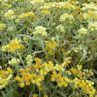 Immortelle hybride Swefellicht - Helichrysum schwefellicht - Plantes d'extérieur