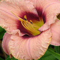 Hémérocalle Daring Dilemma - Hemerocallis daring dilemma - Plantes d'extérieur