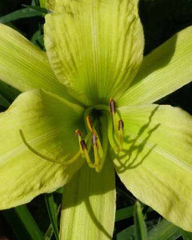 Hémérocalle Greenland - Hemerocallis greenland - Plantes d'extérieur