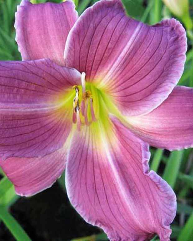 Hémérocalle Indian Giver - Hemerocallis indian giver - Plantes d'extérieur