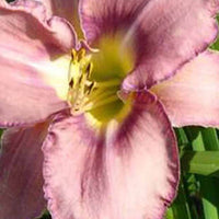 Hémérocalle Mildred Mitchell - Hemerocallis mildred mitchell - Plantes d'extérieur