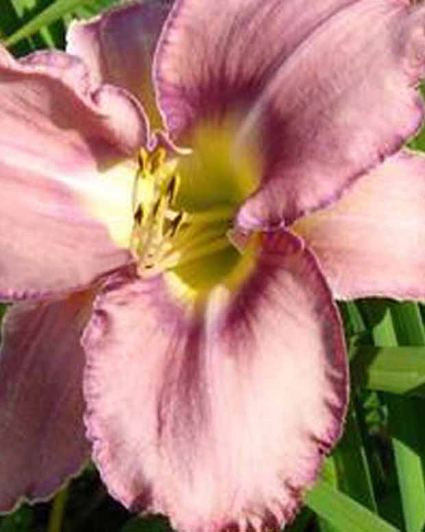 Hémérocalle Mildred Mitchell - Hemerocallis mildred mitchell - Plantes d'extérieur