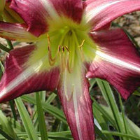 Hemerocalle Peacock Maiden - Hemerocallis peacock maiden - Plantes d'extérieur