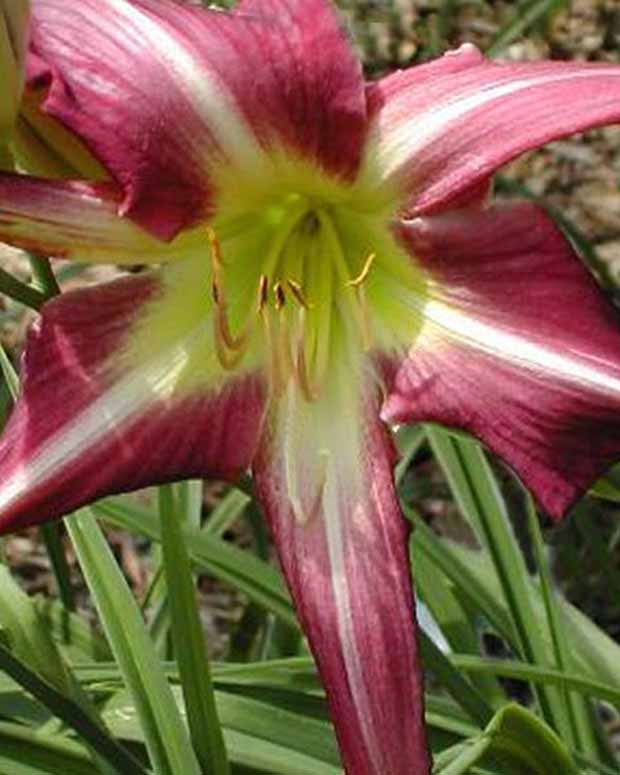 Hemerocalle Peacock Maiden - Hemerocallis peacock maiden - Plantes d'extérieur