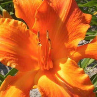 Hémérocalle Primal Scream - Hemerocallis primal scream - Plantes d'extérieur