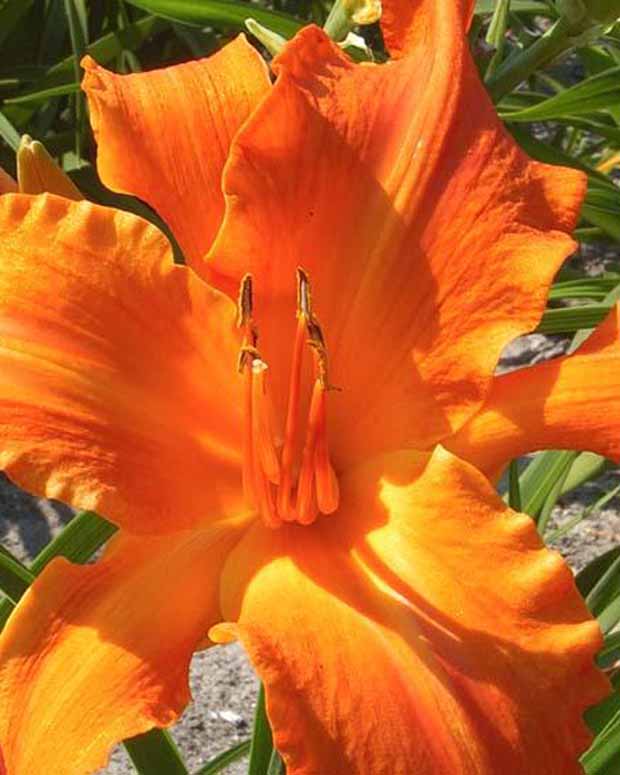 Hémérocalle Primal Scream - Hemerocallis primal scream - Plantes vivaces