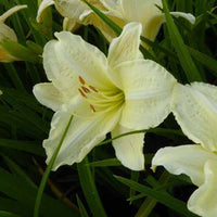 Hémérocalle Joan Senior - Hemerocallis joan senior - Plantes d'extérieur